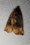 Archips podana