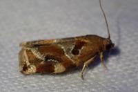 Archips xylosteana