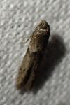 Blastobasis phycidella