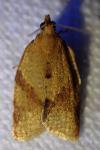 Clepsis consimilana