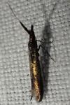 Coleophora