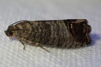 Cydia pomonella