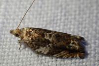 Epinotia abbreviana