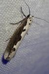 Ethmia bipunctella