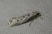 Ethmia terminella