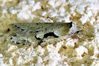 Semioscopis steinkellneriana