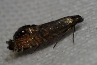 Glyphipterix thrasonella