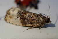 Hedya nubiferana
