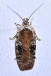 Agonopterix purpurea