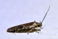 Agonopterix purpurea