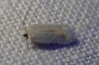 Opostega salaciella