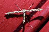 Amblyptilia acanthadactyla