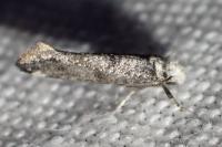 Paraswammerdamia