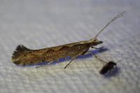 Plutella xylostella