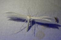 Pterophorus pentadactylus