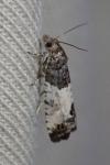 Spilonota ocellana