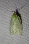 Tortrix viridana