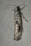 Yponomeuta irrorella