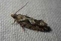 Zeiraphera isertana