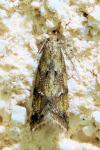 Brachmia blandella
