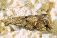 Brachmia blandella