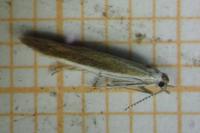 Coleophora saturatella