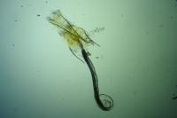 Coleophora saturatella