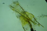 Coleophora saturatella