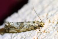 Morophaga choragella