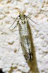 Morophaga choragella