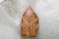 Pandemis corylana