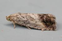 Cydia splendana