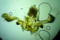 Apotomis semifasciana