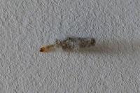 Tinea pellionella