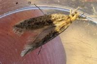 Plutella xylostella
