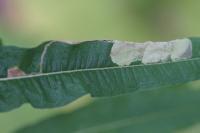 Mompha raschkiella
