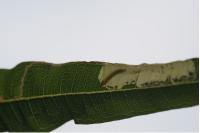 Mompha raschkiella