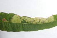 Mompha raschkiella