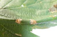 Phyllonorycter nicellii