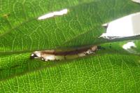 Phyllonorycter nicellii