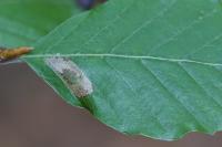 Phyllonorycter maestingella