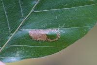 Phyllonorycter maestingella