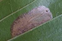 Phyllonorycter maestingella