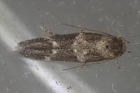 Mompha subbistrigella