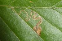 Stigmella tityrella