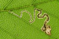 Stigmella tityrella