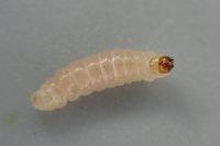 Nemapogon granellus