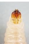 Nemapogon granellus