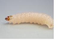 Nemapogon granellus