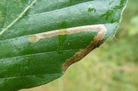 Stigmella hemargyrella